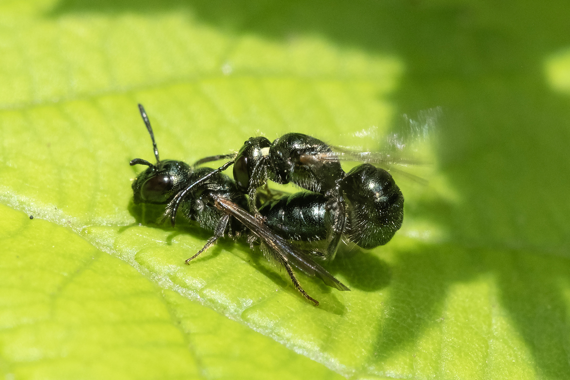 Ceratina sp. carpenter bees  Geotagged,Spring,United States