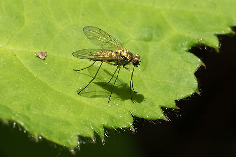 Chrysopilus sp. snipe fly found a great match on BugGuide, but it's only ID'd to genus :p. Great little long legged, golden fly though..  Geotagged,Spring,United States