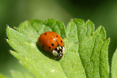 multicolored Asian lady beetle  Geotagged,Harmonia axyridis,Multicolored Asian Lady Beetle,Spring,United States