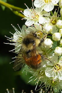 red-belted bumblebee  Bombus rufocinctus,Geotagged,Red-belted Bumble Bee,Spring,United States