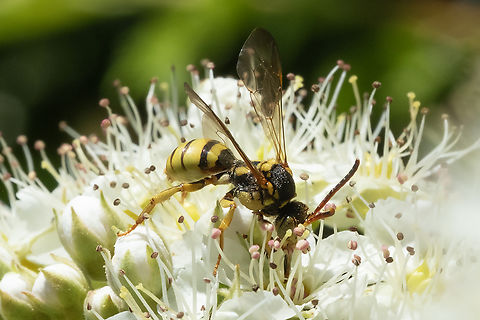 lemon colored wasp not sure about this one... doesn't look quite like a paper wasp or a yellow-jacket Geotagged,Spring,United States