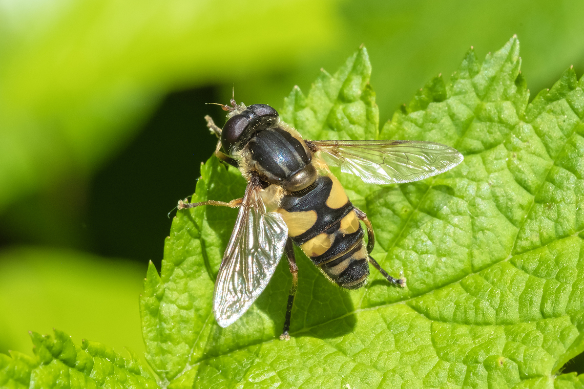 narrow-headed marsh fly  Geotagged,Helophilus fasciatus,Narrow-headed Marsh Fly,Spring,United States