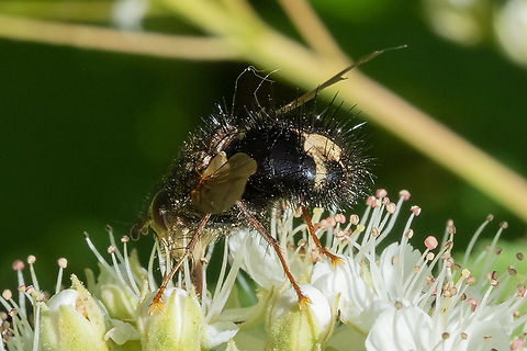 early tachnid fly  Early Tachinid Fly,Epalpus signifer,Geotagged,Spring,United States