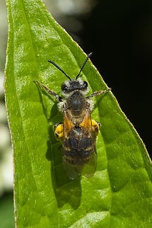 Andrena sp. mining bee with a big load of pollen Geotagged,Spring,United States