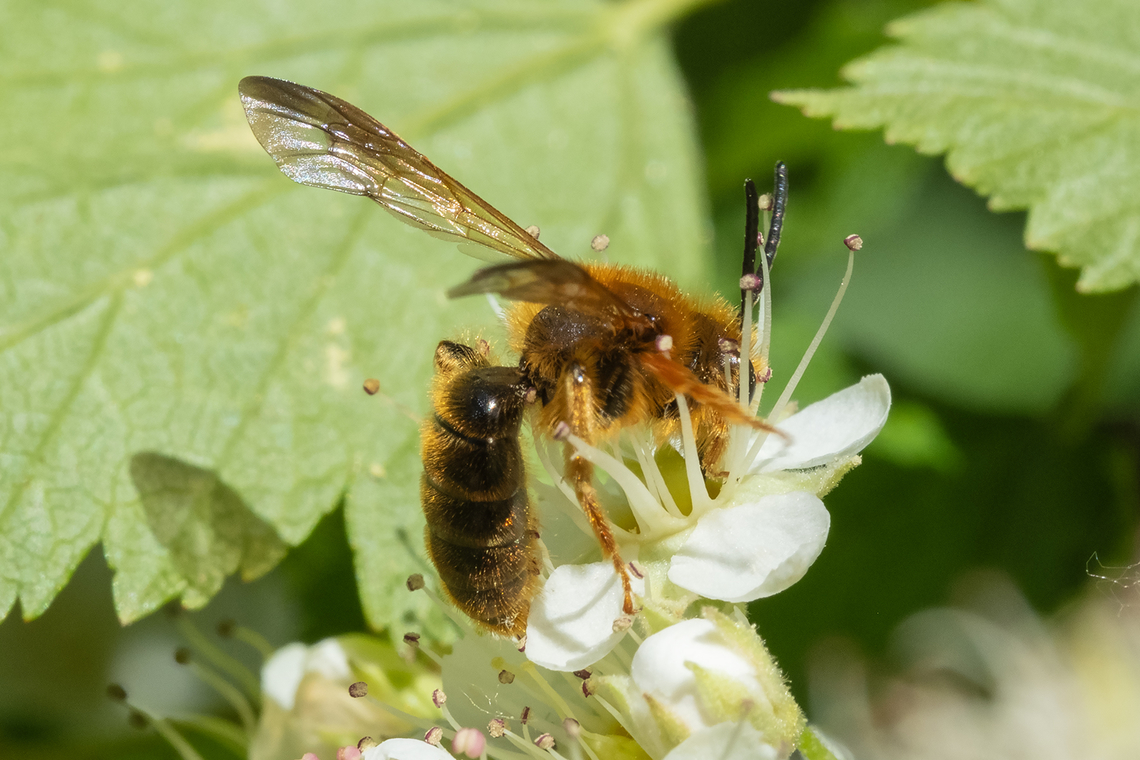 orange-banded andrena this one is still in good condition with its coat of orange hair and smoky-tipped wings intact. Andrena prunorum,Geotagged,Prunus Miner Bee,Spring,United States