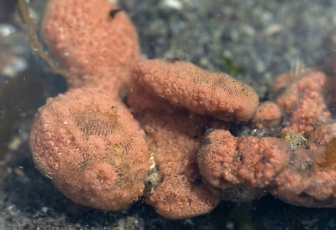 Tunicate the many faces of the orange sheath tunicate - highly variable in color and appearance, this is one of a few colonies I spotted and assumed were different organisms.  Botrylloides violaceus,Geotagged,Orange Sheath Tunicate,Spring,United States