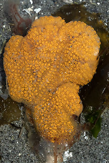 orange sheath tunicate - colony 2 lighter and brighter and more blob like than the first colony I found  Botrylloides violaceus,Geotagged,Orange Sheath Tunicate,Spring,United States