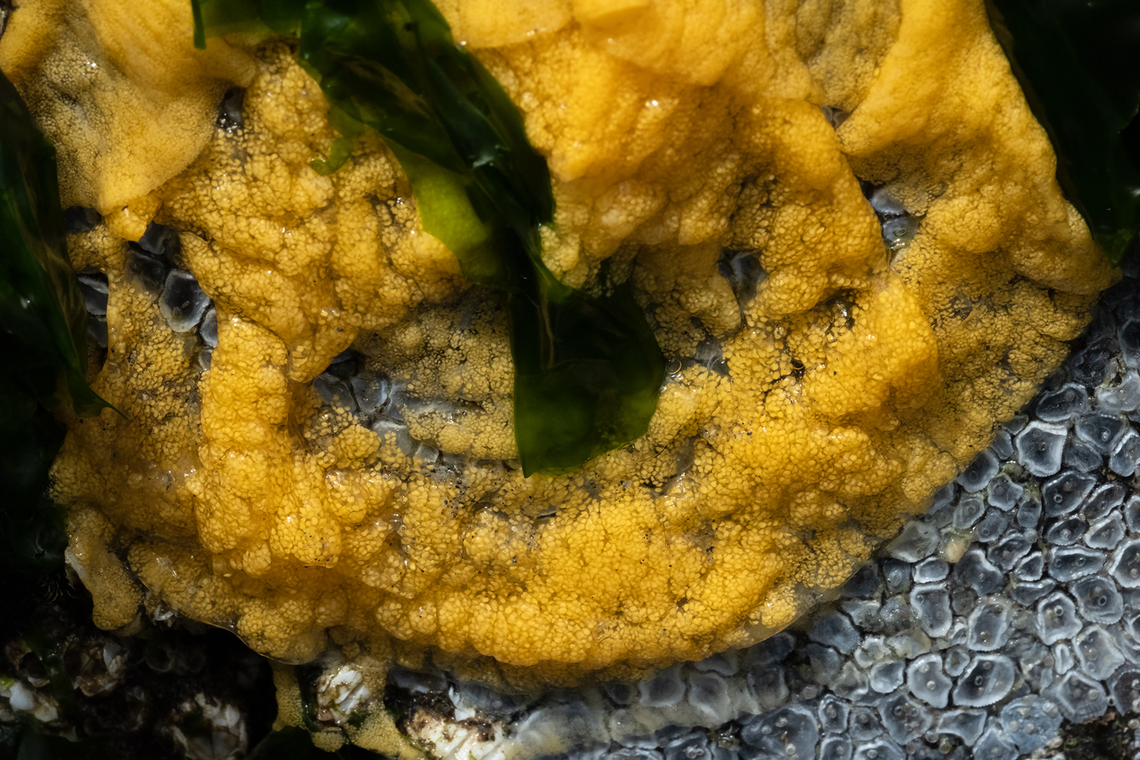 Heath's dorid eggs eggs of a sea lemon species Geitodoris heathi,Geotagged,Spring,United States