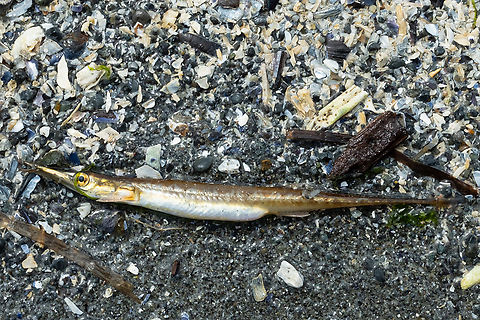 tubesnout  Aulorhynchus,Aulorhynchus flavidus,Geotagged,Spring,United States