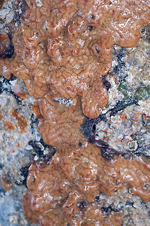 orange sheath tunicate - yet another look  Botrylloides violaceus,Geotagged,Orange Sheath Tunicate,Spring,United States