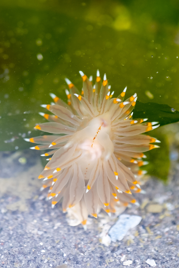 white and orange tipped nudibranch gorgeous little sea slug doing it's fan dance for me- aslo known as the candy corn nudibranch<br />
has a newer accepted name Antiopella fusca Geotagged,Janolus fuscus,Spring,United States,janolus fuscus