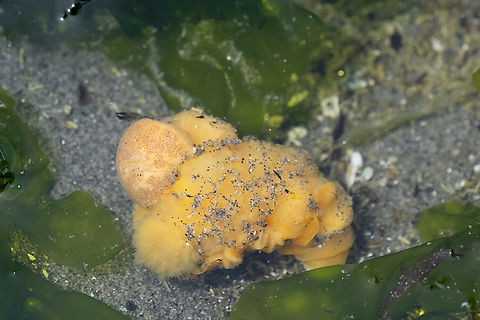 Dorid sea slug  Geotagged,Spring,United States