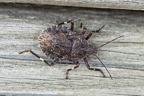 predatory stink bug one of the good guys Brochymena affinis,Geotagged,Spring,United States
