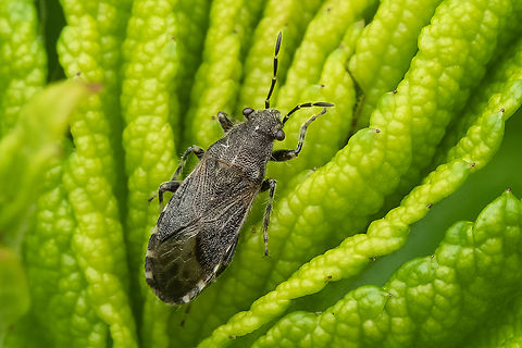 Heterogaster behrensii BugGuide says - Heterogaster behrensii. Though I hope they aren't just basing that on location. The other species (which is imported) occurs in SW British Columbia, which isn't exactly far away, and I don't think bugs respect borders.  Geotagged,Heterogaster behrensii,Spring,United States