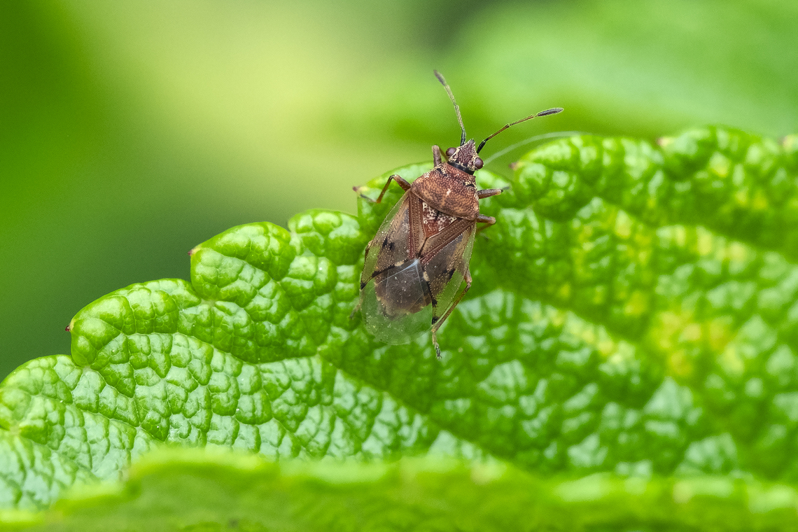 birch catkin bug  Birch Catkin Bug,Geotagged,Kleidocerys resedae,Spring,United States