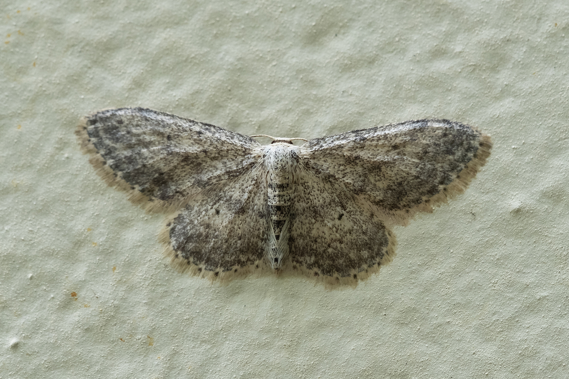drab brown wave would have to be imported... but there is at least one other report from this area on Leps, which gave this as the ID Drab brown wave moth,Geotagged,Spring,United States,obocleta ossularia