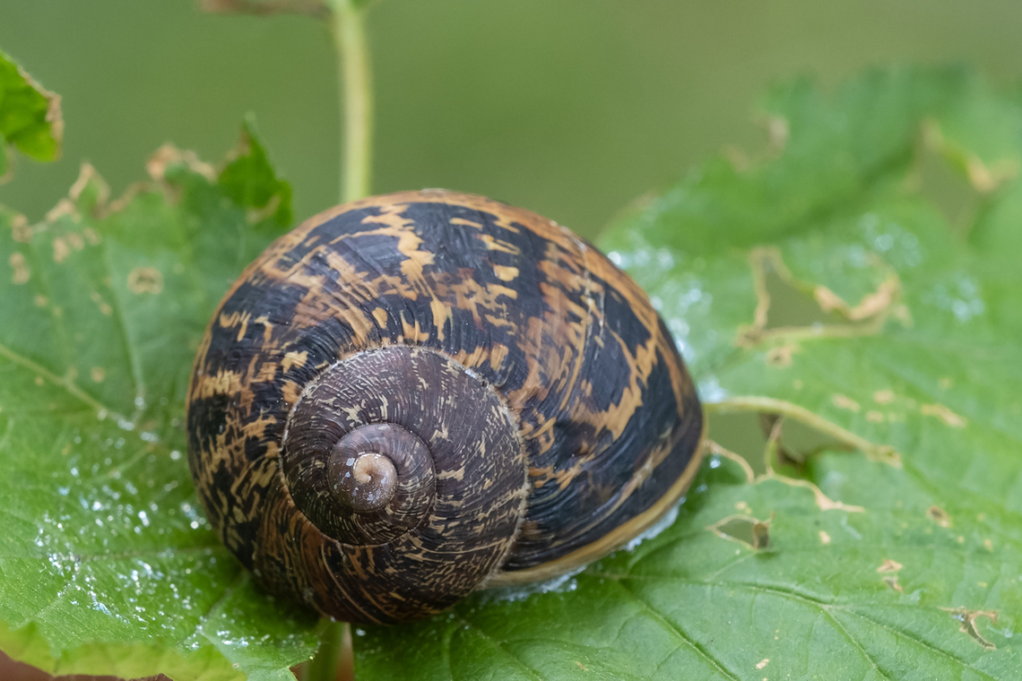 brown garden snail imported to California as a food snail - has become a significant pest of orange groves, and apparently made it up here to Washington Cornu aspersum,Garden Snail,Geotagged,Spring,United States