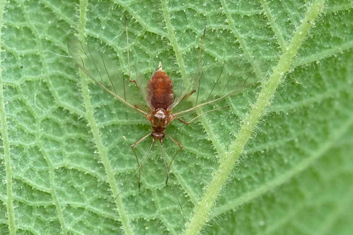 shed aphid skin could be a rose aphid Geotagged,Spring,United States