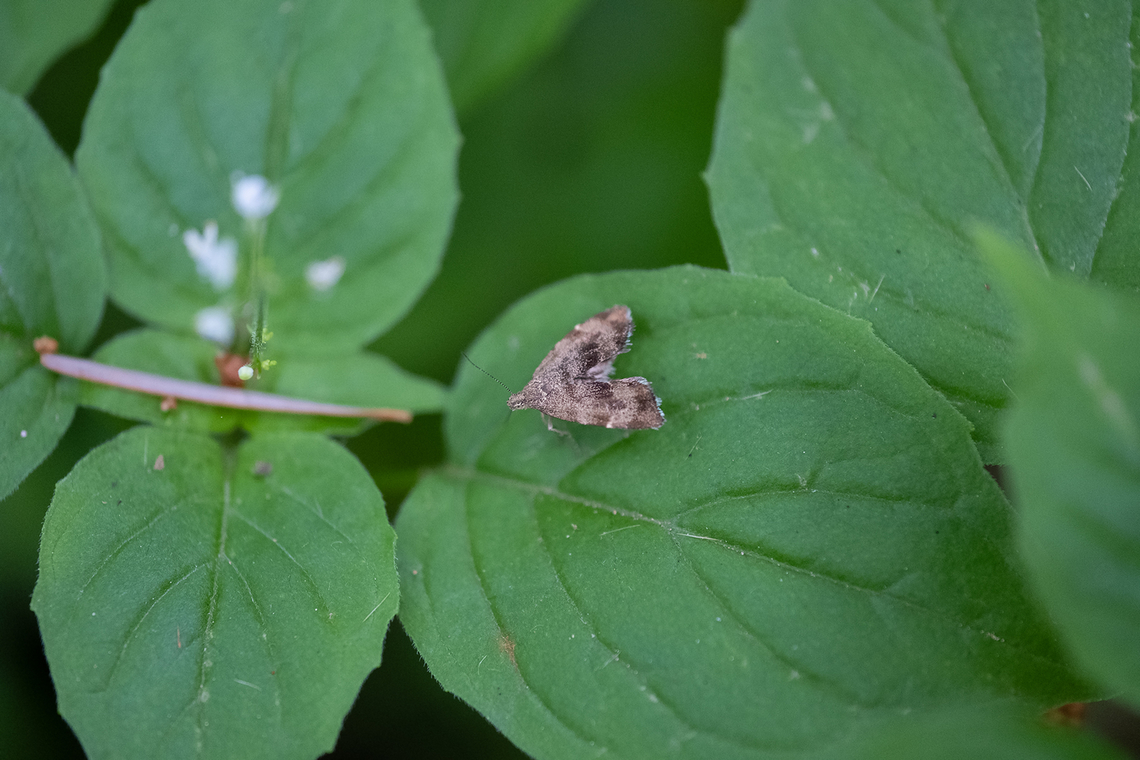 nettle moth plenty of nettles around for the larvae Anthophila  alpinella,Anthophila alpinella,Geotagged,Spring,United States