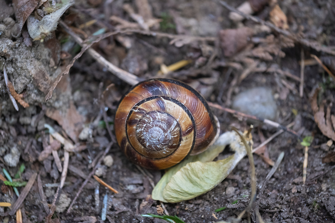 Pacific sideband snail nice to see a native snail Anthophila  alpinella,Anthophila alpinella,Geotagged,Monadenia fidelis,Pacific sideband,Spring,United States