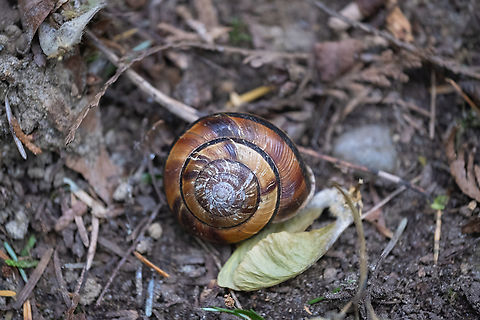 Pacific sideband snail nice to see a native snail Anthophila  alpinella,Anthophila alpinella,Geotagged,Monadenia fidelis,Pacific sideband,Spring,United States
