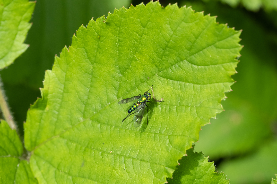 long legged metallic fly very fast... this is the cleanest photo I managed, and it&#039;s not that clean Condylostylus occidentalis,Geotagged,Spring,United States