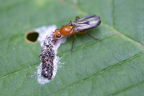 Clusia occidentalis feeding on bird poo lucky me - only one species on the west coast Clusia  occidentalis,Clusia occidentalis,Geotagged,Spring,United States