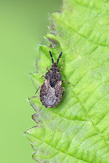flat bug 200 species..  Geotagged,Spring,United States