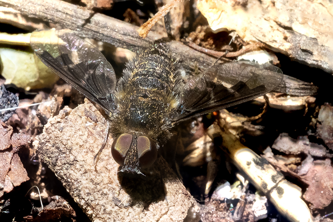 what a face - black banded bee fly  Black Banded Bee Fly,Geotagged,Hemipenthes morio,Spring,United States