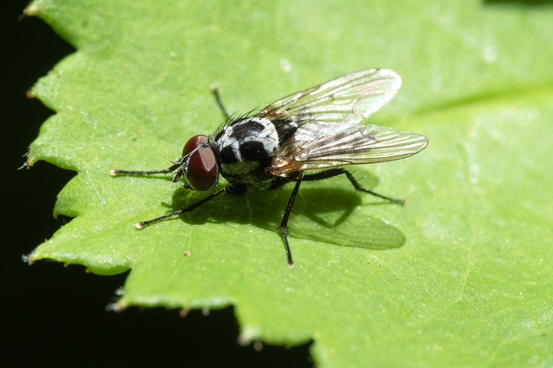 root maggot fly becoming very common around here Anthomyia procellaris,Geotagged,Spring,United States