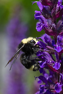 Yellow-faced bumble bee  Bombus vosnesenskii,Geotagged,Spring,United States,Yellow-faced Bumble Bee