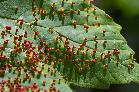 maple bladder-gall mite  Geotagged,Maple Bladder-gall Mite,Spring,United States,Vasates quadripedes