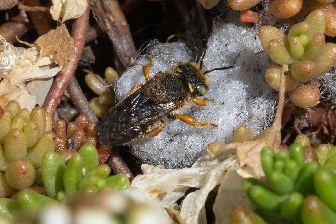 Oblong wool carder bee working on a nest  Anthidium oblongatum,Geotagged,Oblong Woolcarder Bee,Spring,United States