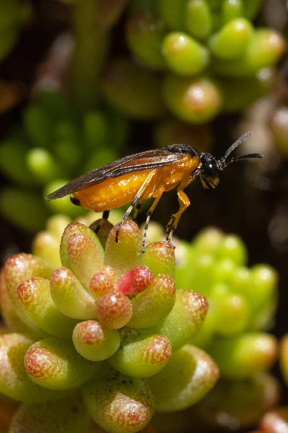 rose sawfly  Arge ochropus,Geotagged,Spring,United States