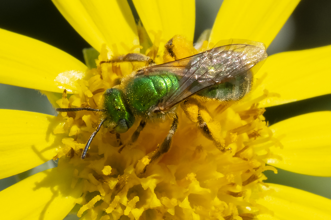 Texas Agapostemon  Agapostemon texanus,Agepostemon texanus,Geotagged,Spring,United States