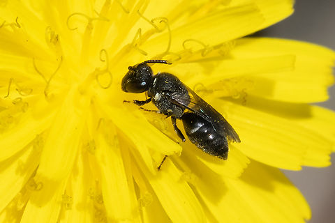 ceratina sp. bee this one has a leg stripe rather than a spot Geotagged,Spring,United States