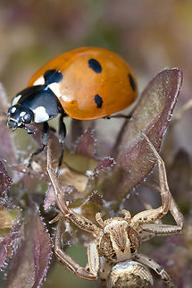 what lurks below... I was actually looking at the lady beetle and didn't even see the spider until later... I'm afraid messed up the ambush by scaring the beetle away.
I believe this is a Xysticus sp. crab spider Geotagged,Spring,United States