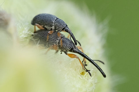 Hollyhock weevils my what a long snout you have..  Geotagged,Hollyhock Weevil,Rhopalapion longirostre,Spring,United States