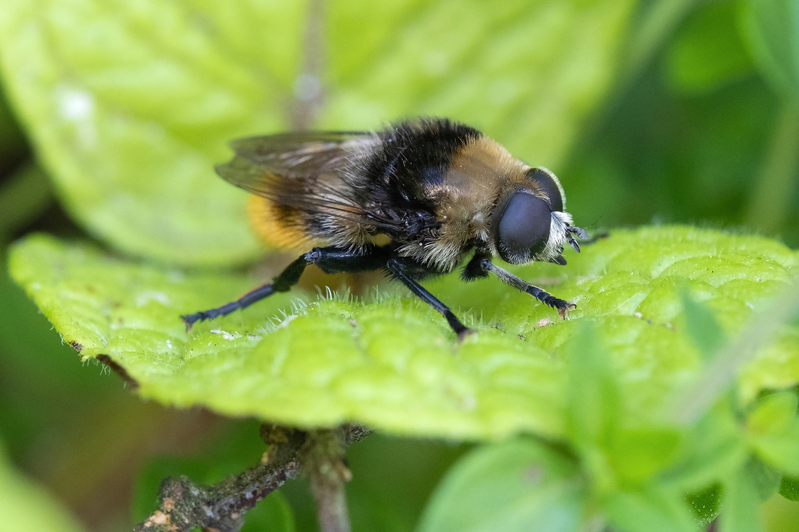 bumblebee mimic hoverfly  Geotagged,Hadromyia grandis,Spring,United States