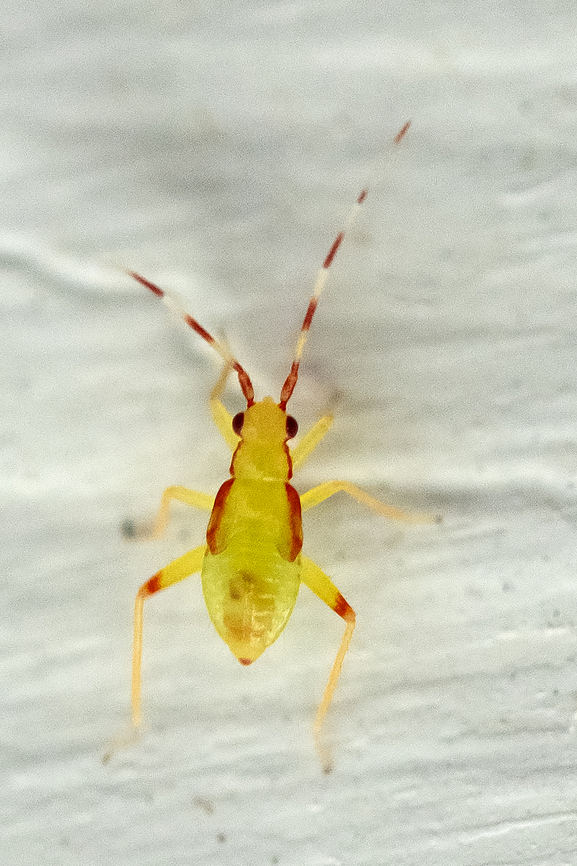 Campyloneura virgula, mirid plant bug nymph  Campyloneura virgula,Geotagged,Spring,United States