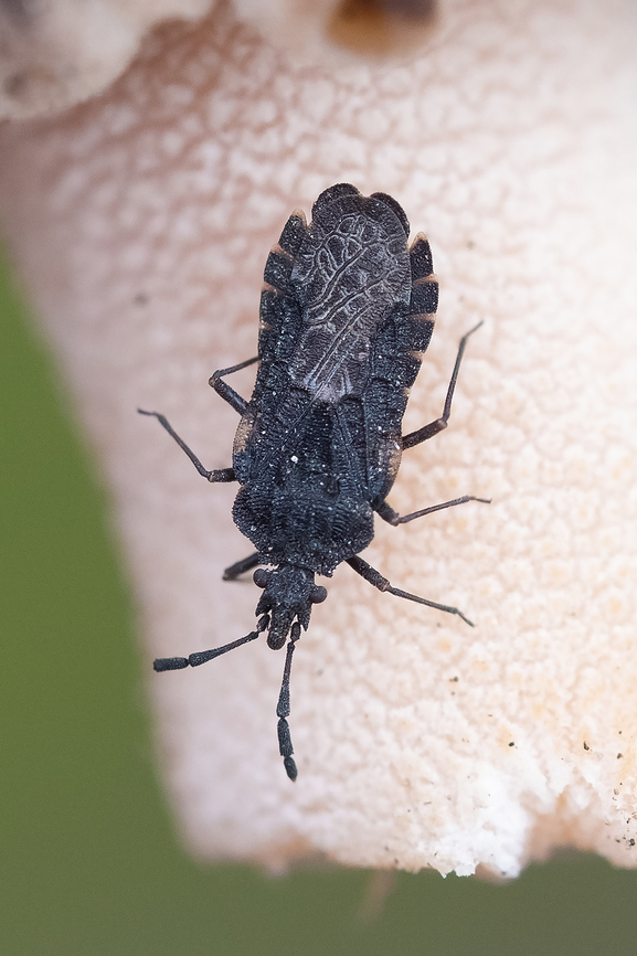 small flat bug found on a mushroom I&#039;d just picked.. the only one I found before we had to beat feet back to the car, as there was thunder and then snow... in June...  Aradus funestus,Geotagged,Spring,United States,aradus funestus