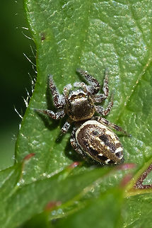 bronze jumper  Bronze Jumping Spider,Eris militaris,Geotagged,Spring,United States