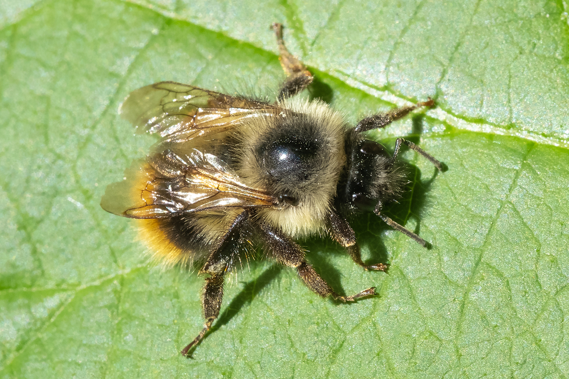 fuzzy-horned bumblebee  Bombus mixtus,Fuzzy-horned Bumble Bee,Geotagged,Spring,United States