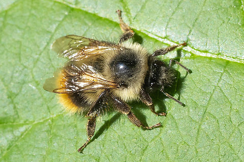 fuzzy-horned bumblebee  Bombus mixtus,Fuzzy-horned Bumble Bee,Geotagged,Spring,United States