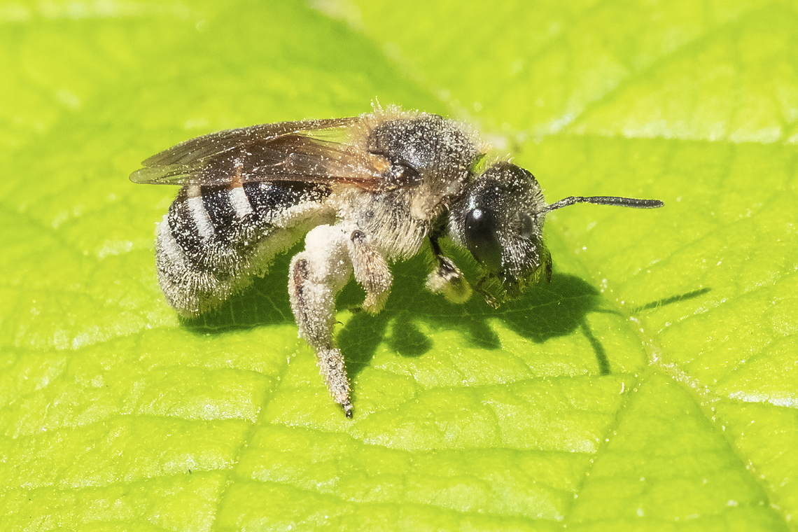 pollen laden furrow bee  Geotagged,Halictus farinosus,Spring,United States,Wide-striped Sweat Bee