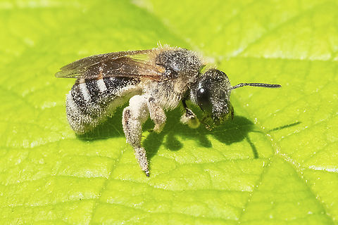 pollen laden furrow bee  Geotagged,Halictus farinosus,Spring,United States,Wide-striped Sweat Bee