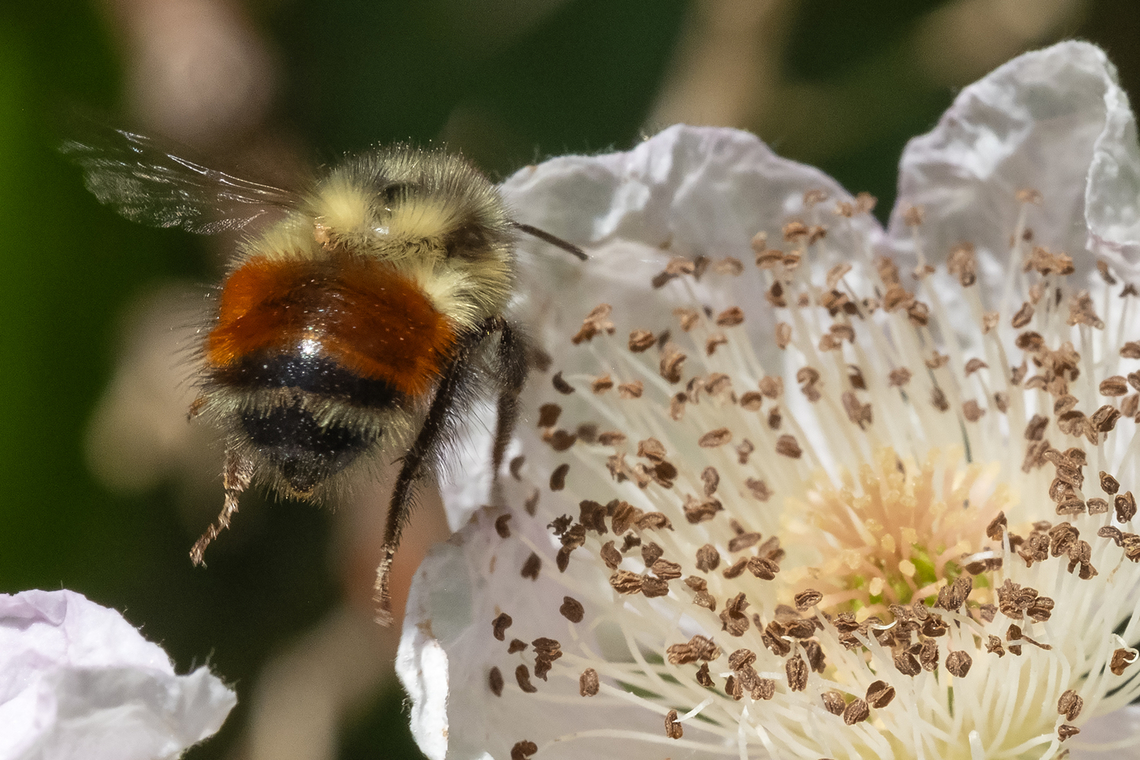 Black-tailed Bumble Bee  Black-tailed Bumble Bee,Bombus melanopygus,Geotagged,Spring,United States