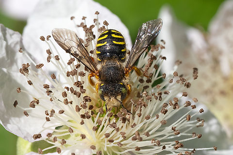 oblong woolcarder bee  Anthidium oblongatum,Geotagged,Oblong Woolcarder Bee,Spring,United States