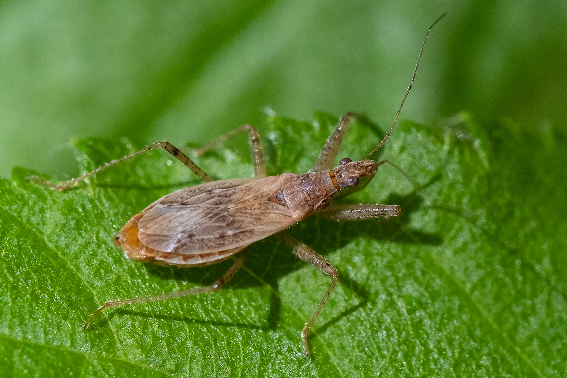 predatory damsel bug probably not fully adult yet - I think the wings will grow to be as long or longer than they body eventually. Geotagged,Nabis rufusculus,Spring,United States