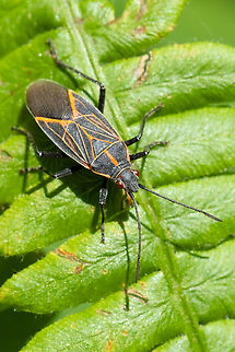 western boxelder bug usually occurs in large numbers.. that will fly into you..  Boisea rubrolineata,Geotagged,Spring,United States,Western Boxelder Bug